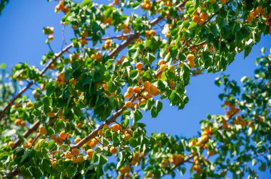 Ağaçta olgunlaşmış kayısı. Hayat sana ağaçtan gelen kayısılar verdiğinde, lezzetli bir yaz ziyafeti çek! Mükemmellik Seçimi