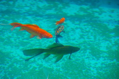 Koi sazan balığının açıklanamaz güzelliğini tecrübe et. Kendini sınırların kaybolduğu büyüleyici bir sahneye daldır. Bu olağanüstü güzellik gösterisinde huzur ve sükunet bul..