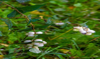 Sonbahar fotoğrafçılığı, sonbaharda yapraklar, yılın bu zamanında ağaçlar turuncu, kırmızı ve bakır çiçeklerden koparak canlanıyor.