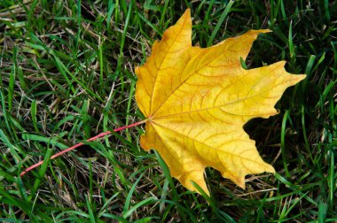 Sonbahar akçaağaç yaprağı, daha yüksek bir bitkinin düz bir yapısıdır. Direk sapına ya da gövdesine bağlı bir bıçağa benzer. Yapraklar fotosentez ve dönüşümün ana organlarıdır.