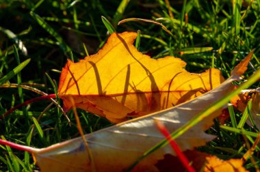 Sonbahar akçaağaç yaprağı, daha yüksek bir bitkinin düz bir yapısıdır. Direk sapına ya da gövdesine bağlı bir bıçağa benzer. Yapraklar fotosentez ve dönüşümün ana organlarıdır.