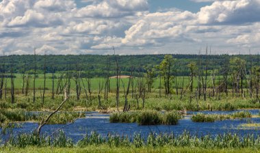 Yaz fotoğrafçılığı, sazlıklarla kaplanmış bir nehir, beyaz bulutlu mavi gökyüzü, ördek otuyla kaplanmış mavi su, nehir taşkını ovası, bunaltıcı yaz günü