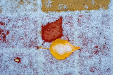 Yılın en güzel zamanı huş ağacının renkli sonbahar yaprakları, yaprakları kalp şeklinde ve beyaz kabuklu yaprak döken yapraklar..