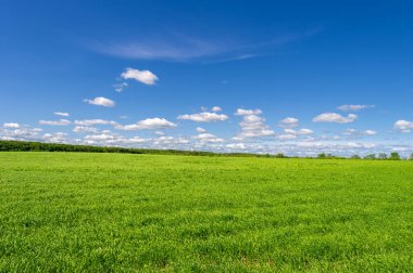 Bahar fotoğrafçılığı, genç mısır gevreği çekimleri. Olgunlaşmış buğday. Parlak güneşin altında yeşil fotosentez filizleri. Fosfor ve nitrojen gübreleri tanıtıldı