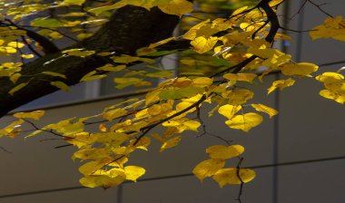 Sonbahar fotoğrafçılığı, sonbaharda yapraklar, yılın bu zamanında ağaçlar turuncu, kırmızı ve bakır çiçeklerden koparak canlanıyor.