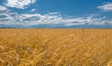 Yaz manzarası. Olgunlaşma aşamasında koçanda buğday. Mısır gevreği yetiştirilen tarlada olgun bir arpa tarlası. 
