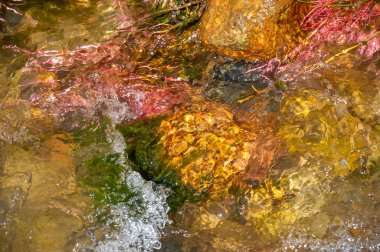 Dağdaki bir derede ağaç kökleri. Pembe Cennet: Nehrin yumuşak akışı altında pembe kökleri sallanan büyüleyici bir sualtı cennetine dalın.,