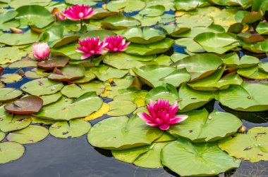 Botanik bahçesinin çiçek aranjmanları ve botanik harikalarının arasında kaybolun. Doğanın özünü yakalayan göz kamaştırıcı çiçeklerle süslenmiş manzaralı patikalarda dolaş