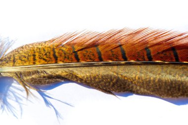 Tüylü sülünün cazibesini hisset. Kendinizi canlı renklerle ve pürüzsüz kıvrımlarla dolu bir dünyaya daldırın. Bırak hayal gücün bu mükemmel parçayla yeni yüksekliklere süzülsün..