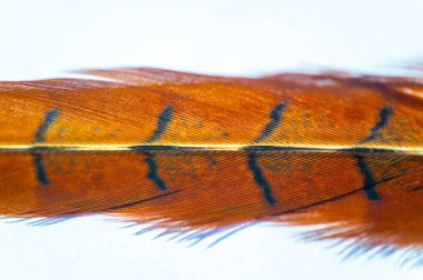 Doğanın güzelliğini sülün tüyüyle tecrübe et. Çarpıcı renkler ve karmaşık desenler keşfedin. İçindeki zarafet ve zarafeti hisset. Doğal bir güzellik katmak için ideal.