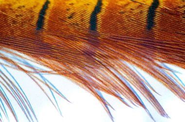 Enfes detaylar sülün tüyünün güzelliğini ve özgürlüğünü vurgular. Zarif ve zarif tasarım doğal güzelliği yansıtır. Zarafet ve zarafet göstermek için ideal..