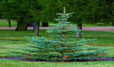 Sonbahar, fotoğraftaki sonbahar eskizi, sarı bordo kırmızı yapraklar, yaz dilekçesi, neşeli resimler.