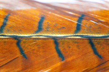 Bu göz kamaştırıcı sülün tüyünün sıcak ve dünyevi tonlarıyla her türlü dekorasyonu süsleyin. Dekora doğal bir güzellik katmak için mükemmel..