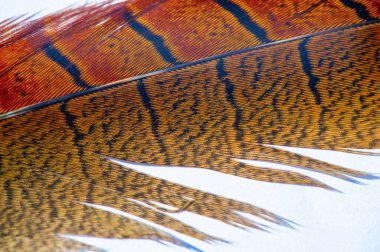 Sülün tüyü, canlı renklerin kaleydoskopunu temsil eden tüyler. Büyüleyici ve büyüleyici karmaşık desenler. Doğanın yaratılışındaki çarpıcı güzelliğe bir övgü..