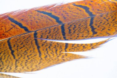 Sülün tüyü, parlak ve büyüleyici renklerde tüyler. Doğanın güzelliğini gösteren karmaşık desenler. Doğa Ana 'nın büyüleyici yaratıklarına bir övgü..