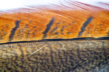 Sıcak toprak tonlarında büyüleyici bir sülün tüyü. Zarif dokusu doğal bir ihtişam katıyor. Sonbahar renklerini kutlamak için mükemmel. Çarpıcı sonbahar temalı görüntüler yaratmak için ideal