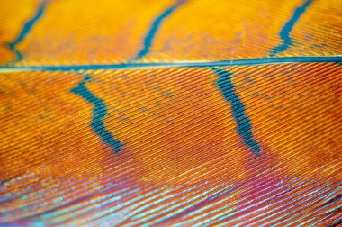 Sülün tüyünün zarafetini ve zarafetini tecrübe et. Doğal harikaların doğaüstü güzelliğine hayret ediyorum. Bu büyüleyici trenle hayal gücünüz vahşileşsin..