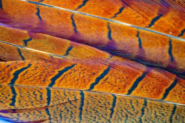 Sülün tüylerinin ince ayrıntılarından esinlenilmiş güzel bir koleksiyon. Her parça doğada bulunan karmaşık desenleri ve renkleri gösteriyor. Özenle hazırlanmış.,