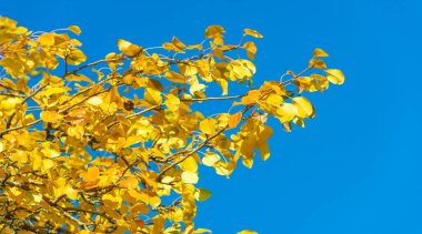 Ağaçların dallarında sonbahar yaprakları. Düşen bir yaprak, sonbaharın ölümünden bahsederken, daha ince bir anlamda baharın kehanetidir.