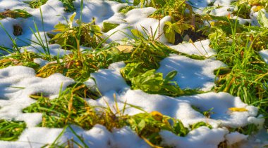 Sonbahar yapraklarının üzerine kar düştü. Mevsimlerin değişimini seviyorum. Sahip olduğumuz her şey için müteşekkir olma zamanı olduğunu biliyorum ve gelecek kışa hazırlanırken ailemizle ve arkadaşlarımızla geçirdiğimiz anların tadını çıkarma zamanı..