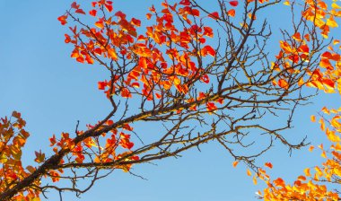 Ağaçların dallarında sonbahar yaprakları. Mumannoe, bulutsuz gökyüzü, Hint yazı. Yapraklar rüzgarda sokağın aşağısına doğru esiyor. Kuzey Kutbu rüzgarından dolayı soğuk titreme. Güneşin son sıcaklığı.
