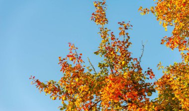Ağaçların dallarında sonbahar yaprakları. Düşen bir yaprak, sonbaharın ölümünden bahsederken, daha ince bir anlamda baharın kehanetidir.