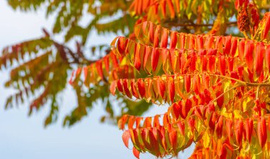 Ağaçların dallarında sonbahar yaprakları. Sonbaharın kalbi burada kırılmış ve hazinesini yapraklara dökmüş olmalı..