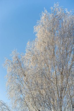 Kış harikalar diyarının güzelliğini bu büyüleyici salkım ağacıyla yaşayın. Doğanın dayanıklılığına bakın, en soğuk aylarda bile çiçek açıyor..