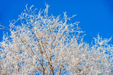 Ağaçlarda buz var. Buz kaplı ağaçların cazibesini hisset. Tuhaf ağaç sanatının sihirli harikalar diyarında dolaş. Soğuk bir elbise giymiş bir huş ağacının güzelliğine hayran kaldım..
