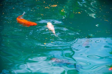 Koi sazan balığı. Huzurlu ve zarif, bu renkli balıklar doğanın güzelliğini somutlaştıran huzurlu bir gölette zarifçe süzülüyorlar. Cennet Göleti