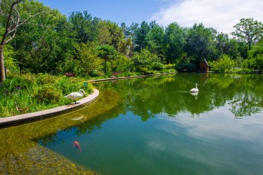 Bu pitoresk park, renkli koi balıklarıyla süslenmiş canlı bir gölette zarif bir şekilde yüzen kar beyazı kuğulardan oluşan büyüleyici bir manzara sunuyor. Sakin Güzel