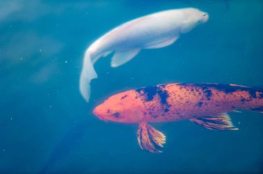 Koi Balığı, iki canlı koi balığı ışıldayan suda zarifçe süzülür, canlı renkleri büyüleyici bir renk oyunu yaratır. # Doğa mucizesi