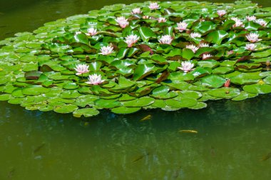Lotus. Nelumbo. Nymphaeaceae. Nilüfer çiçeği. Doğanın bir başyapıtı, narin taç yaprakları ve dingin renkleri gözler önüne seriyor. Lotus Sevgisi