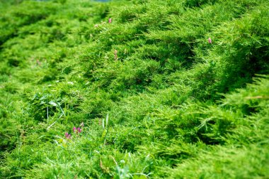 Juniper Pfitzeriana 'nın sonsuz zarafetine tanık olun. Zamanın sınavına gururla dayanan bir güç ve direnç sembolü. Doğanın Mirası