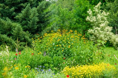 Kendini kır çiçeklerinin büyüleyici cazibesine bırak. Renklerin ve kokuların nefes kesici senfonisine. Botanik Mutluluğu