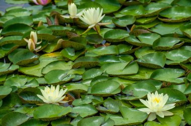 Doğanın Zarif Başyapıtı, doğanın saf güzelliğini yansıtan canlı renkleri ve büyüleyici nilüferlerin inceliğini gözler önüne seriyor. Kendini onların çiçekli sükunetine bırak.