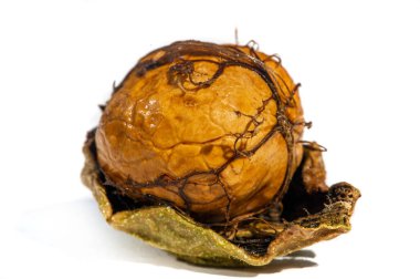 Ceviz. Eğer bir fincan ceviz yapamıyorsan, ruhun yoktur.