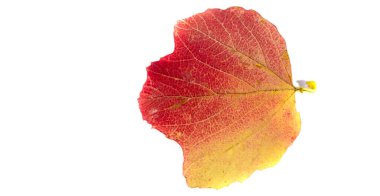 Beyaz arka planda sonbahar yaprakları. Her yaprak bana sonbahar ağacında çırpınan mutluluktan bahsediyor. Yapraklar değişirse Havada şiiri hissediyorum