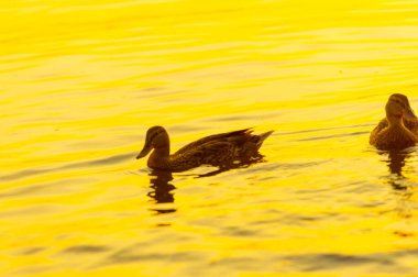 Nehirde yüzen ördeklerin huzur veren güzelliğinin tadını çıkar. Gün batımını izlerken huzur ve rahatlamayı tecrübe edin. Bu sakin manzarayla kendi huzurlu anını yarat..