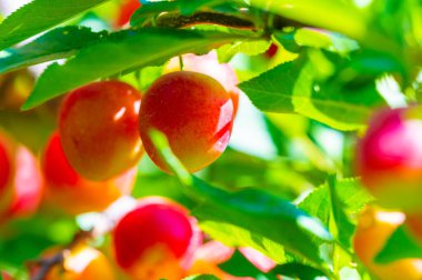 Prunus cerasifera, kiraz eriği ve dünya dengesi eriği olarak bilinen bir erik türüdür. Güneydoğu Avrupa ve batı Asya 'ya özgüdür ve Britanya Adaları' nda vatandaşlık alır.