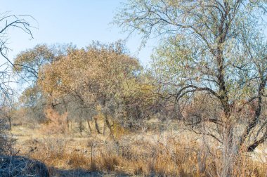 Sonbahar, Steppe. Çayırlar. Turanga, sonbaharın altın renkleri çölü kapladığında bu esnek ağaçlar kurak toprakların uçsuz bucaksız genişliğine karşı nefes kesici bir kontrastlık sağlar. Sürdürülebilirlik