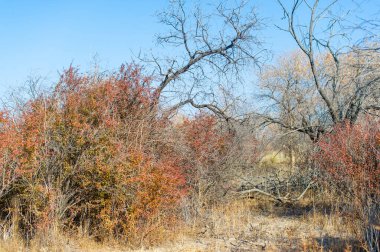 Sonbahar, Steppe. Çayırlar. Barberry, sonbahar bozkırları arasında doğanın sanatsal fırça darbesiyle boyanmış muhteşem bir kırmızı renk patlaması. Parlak Gölgeler Sonbahar Görkemi