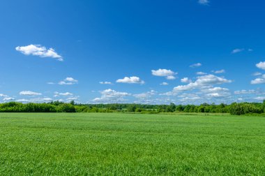 Bahar fotoğrafçılığı, genç mısır gevreği çekimleri. Olgunlaşmış buğday. Parlak güneşin altında yeşil fotosentez filizleri. Fosfor ve nitrojen gübreleri tanıtıldı