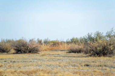 Sonbahar, Steppe. Çayırlar. Değişimin ortasında güç ve istikrar bul. Sürekli değişen bir dünyada bireyselliğinizi kucaklayın. Bozkırdaki yalnız bir ağaç aracılığıyla doğanın dayanıklılığıyla bağlantı kur.