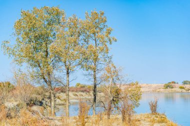 Dönen nehir çölün el değmemiş boşluğunda zarafetle akarken karşıtlıkların büyüleyici güzelliğini keşfedin. Bu resim parlak sonbahar renklerinin birleşimini yansıtır