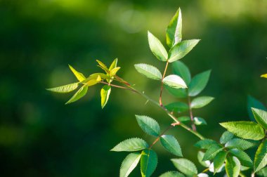 Taze Yeşil Notlar 'a sahip Rosehip, özgün ve ferahlatıcı bir şekilde gül ağacının faydalarını sunuyor. Sağlık ve refahı teşvik eden doğal bir ürün.