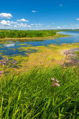 Yaz fotoğrafçılığı, sazlıklarla kaplanmış bir nehir, beyaz bulutlu mavi gökyüzü, ördek otuyla kaplanmış mavi su, nehir taşkını ovası, bunaltıcı yaz günü