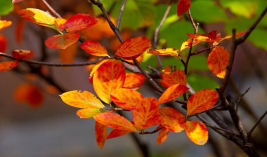 Sonbahar, fotoğraftaki sonbahar eskizi, sarı bordo kırmızı yapraklar, yaz dilekçesi, neşeli resimler.