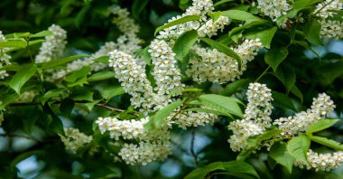 Prunus padus, known as bird cherry, carcass, strawberry or Mayday tree, is a flowering plant in the Rosaceae family. This is a cherry variety. A tree with white fragrant flowers clipart