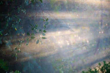 Yazın doğanın sakinliğini hissedin yemyeşil yaprakların üzerindeki yağmur damlalarının ferahlatıcı tadını çıkarın.